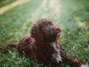 Preview wallpaper dog, pet, animal, furry, grasses