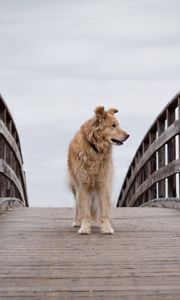 Preview wallpaper dog, pet, animal, bridge, tree