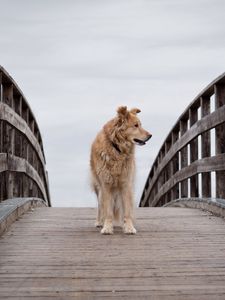 Preview wallpaper dog, pet, animal, bridge, tree