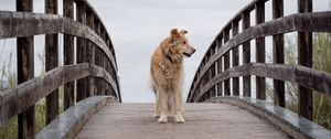 Preview wallpaper dog, pet, animal, bridge, tree