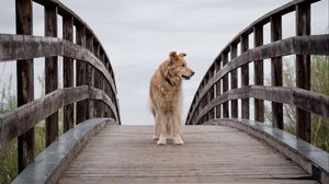 Preview wallpaper dog, pet, animal, bridge, tree