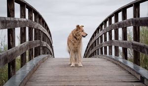 Preview wallpaper dog, pet, animal, bridge, tree