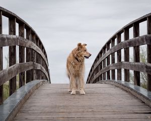 Preview wallpaper dog, pet, animal, bridge, tree