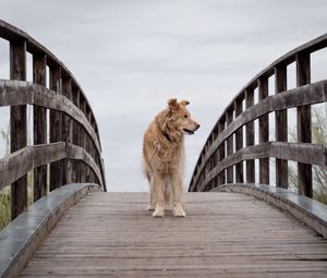Preview wallpaper dog, pet, animal, bridge, tree