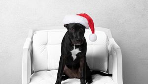 Preview wallpaper dog, pet, animal, hat, new year