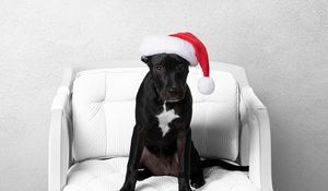 Preview wallpaper dog, pet, animal, hat, new year