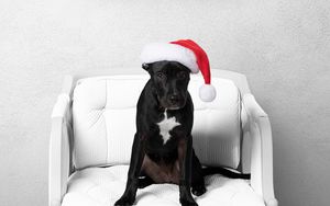 Preview wallpaper dog, pet, animal, hat, new year