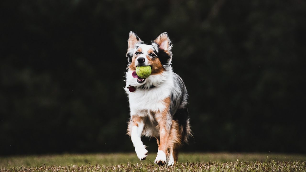 Wallpaper dog, pet, ball, game, funny