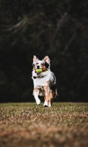 Preview wallpaper dog, pet, ball, game, funny