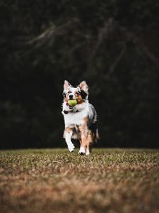 Preview wallpaper dog, pet, ball, game, funny