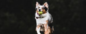 Preview wallpaper dog, pet, ball, game, funny