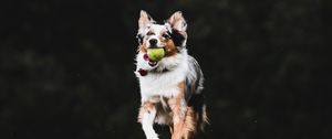 Preview wallpaper dog, pet, ball, game, funny