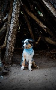 Preview wallpaper dog, pet, bandana, cute