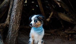Preview wallpaper dog, pet, bandana, cute