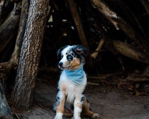 Preview wallpaper dog, pet, bandana, cute