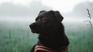 Preview wallpaper dog, pet, black, grass