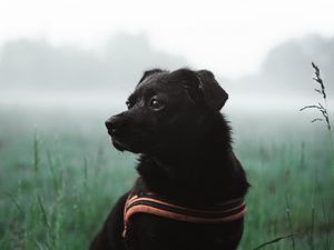 Preview wallpaper dog, pet, black, grass