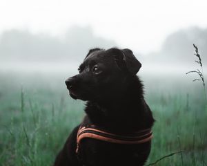 Preview wallpaper dog, pet, black, grass