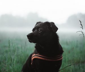 Preview wallpaper dog, pet, black, grass