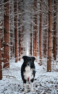 Preview wallpaper dog, pet, black, forest, snow