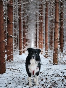 Preview wallpaper dog, pet, black, forest, snow