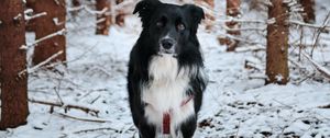 Preview wallpaper dog, pet, black, forest, snow