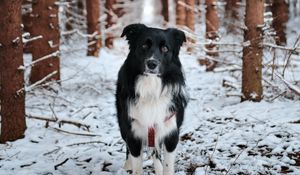 Preview wallpaper dog, pet, black, forest, snow