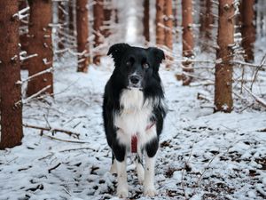 Preview wallpaper dog, pet, black, forest, snow