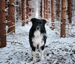 Preview wallpaper dog, pet, black, forest, snow