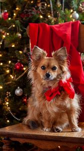 Preview wallpaper dog, pet, bow, spruce, new year, christmas