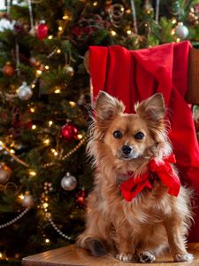 Preview wallpaper dog, pet, bow, spruce, new year, christmas