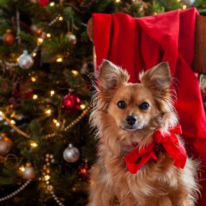 Preview wallpaper dog, pet, bow, spruce, new year, christmas