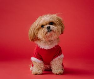 Preview wallpaper dog, pet, brown, cute, animal