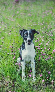 Preview wallpaper dog, pet, field, flowers, grass