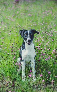 Preview wallpaper dog, pet, field, flowers, grass