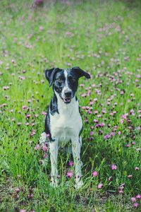 Preview wallpaper dog, pet, field, flowers, grass