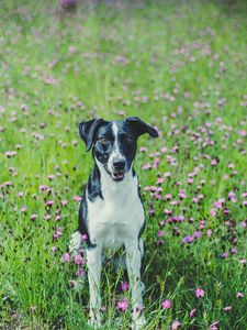 Preview wallpaper dog, pet, field, flowers, grass