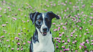 Preview wallpaper dog, pet, field, flowers, grass