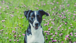 Preview wallpaper dog, pet, field, flowers, grass