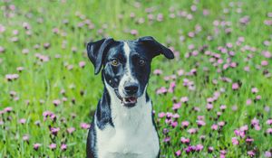 Preview wallpaper dog, pet, field, flowers, grass