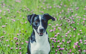 Preview wallpaper dog, pet, field, flowers, grass