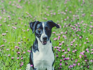 Preview wallpaper dog, pet, field, flowers, grass