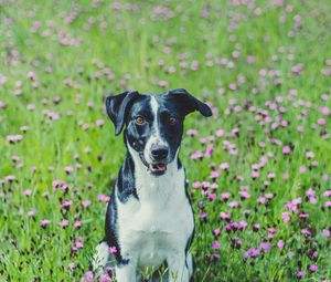 Preview wallpaper dog, pet, field, flowers, grass