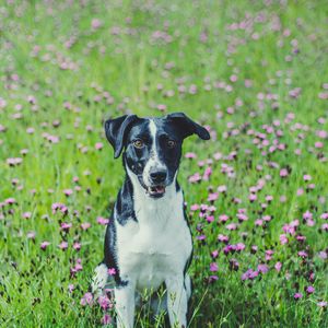 Preview wallpaper dog, pet, field, flowers, grass