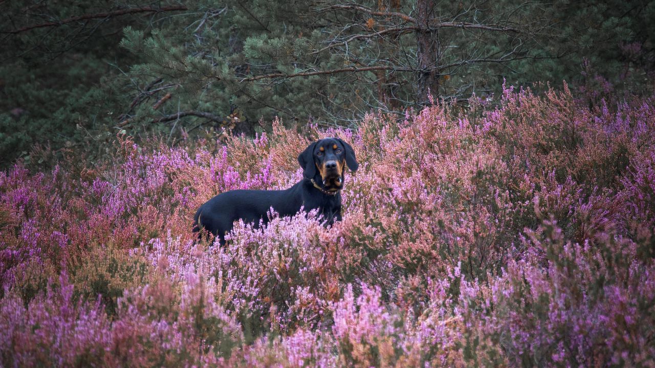 Wallpaper dog, pet, field, flowers
