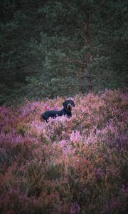 Preview wallpaper dog, pet, field, flowers