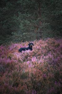 Preview wallpaper dog, pet, field, flowers