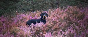 Preview wallpaper dog, pet, field, flowers