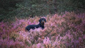 Preview wallpaper dog, pet, field, flowers