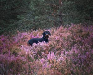 Preview wallpaper dog, pet, field, flowers